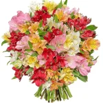 Альстромерии фейерверк